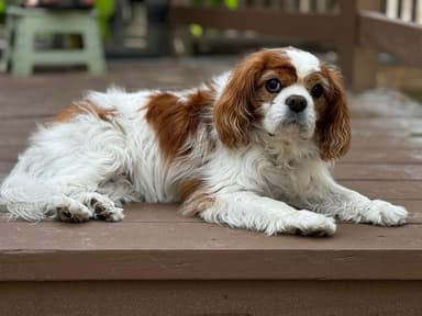 Customer pet photo before custom 3D printed pet figurine production