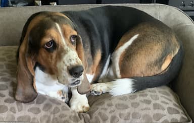 Customer dog photo used to create a custom 3D printed pet figurine